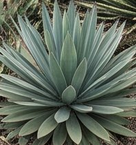 Agave azulado visto desde arriba