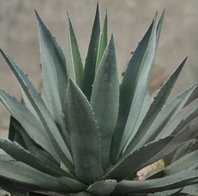 Agave de hojas largas