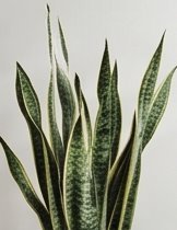 Hojas verticales de sansevieria